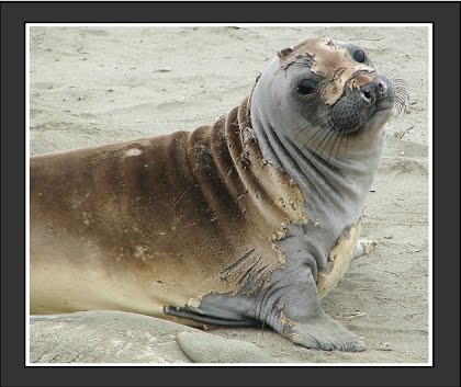 The catastrophic molting of elephant seals resembles the process of letting go of a failing hypothesis.
