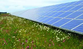 solar panels and wildflowers