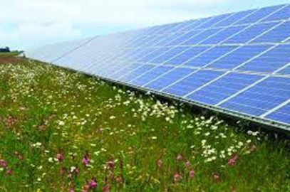 The juxtaposition of solar panels and wildflowers Intentional Imagination